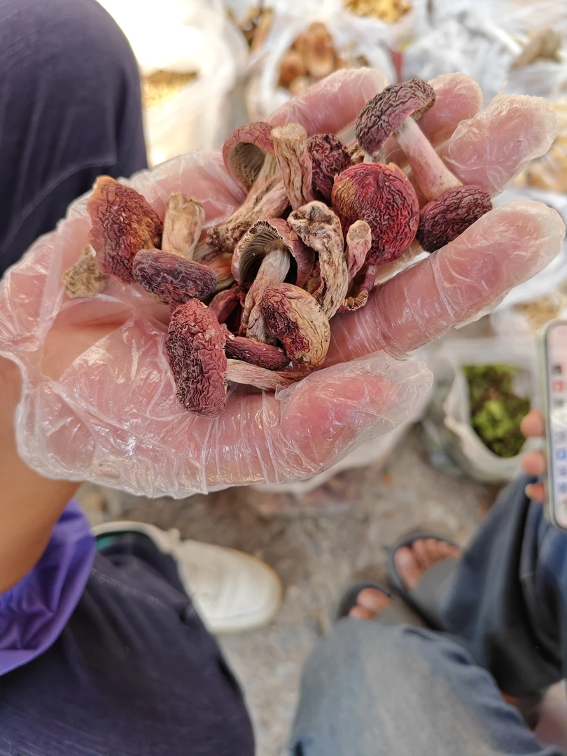 边城土特----红菇