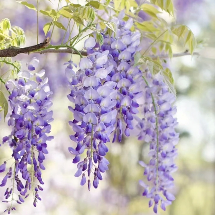 普罗旺斯，国产丰花多季节开花品种紫藤盆景爬藤花卉
