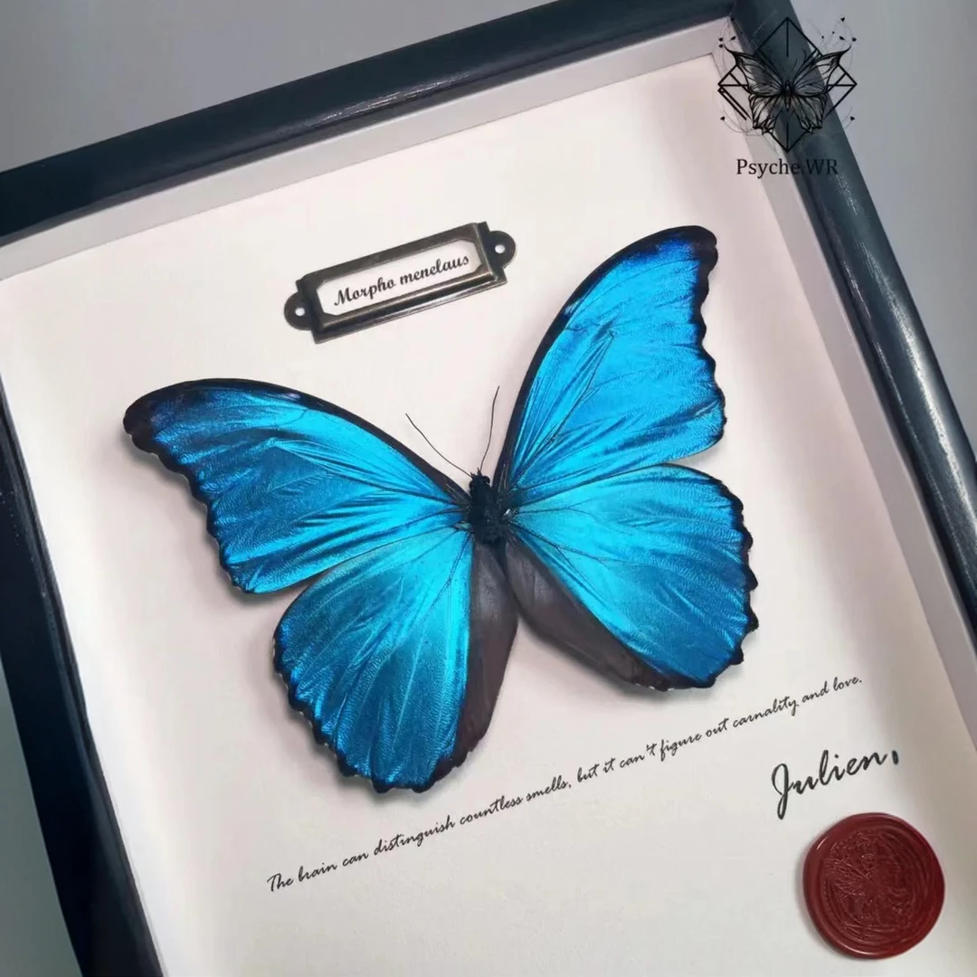 造物集工作室 破茧成蝶系列 蝴蝶标本 收藏盲盒（代拆）