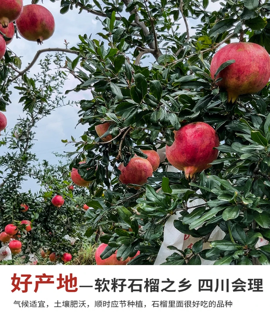 突尼斯软籽石榴自家果园现摘现发