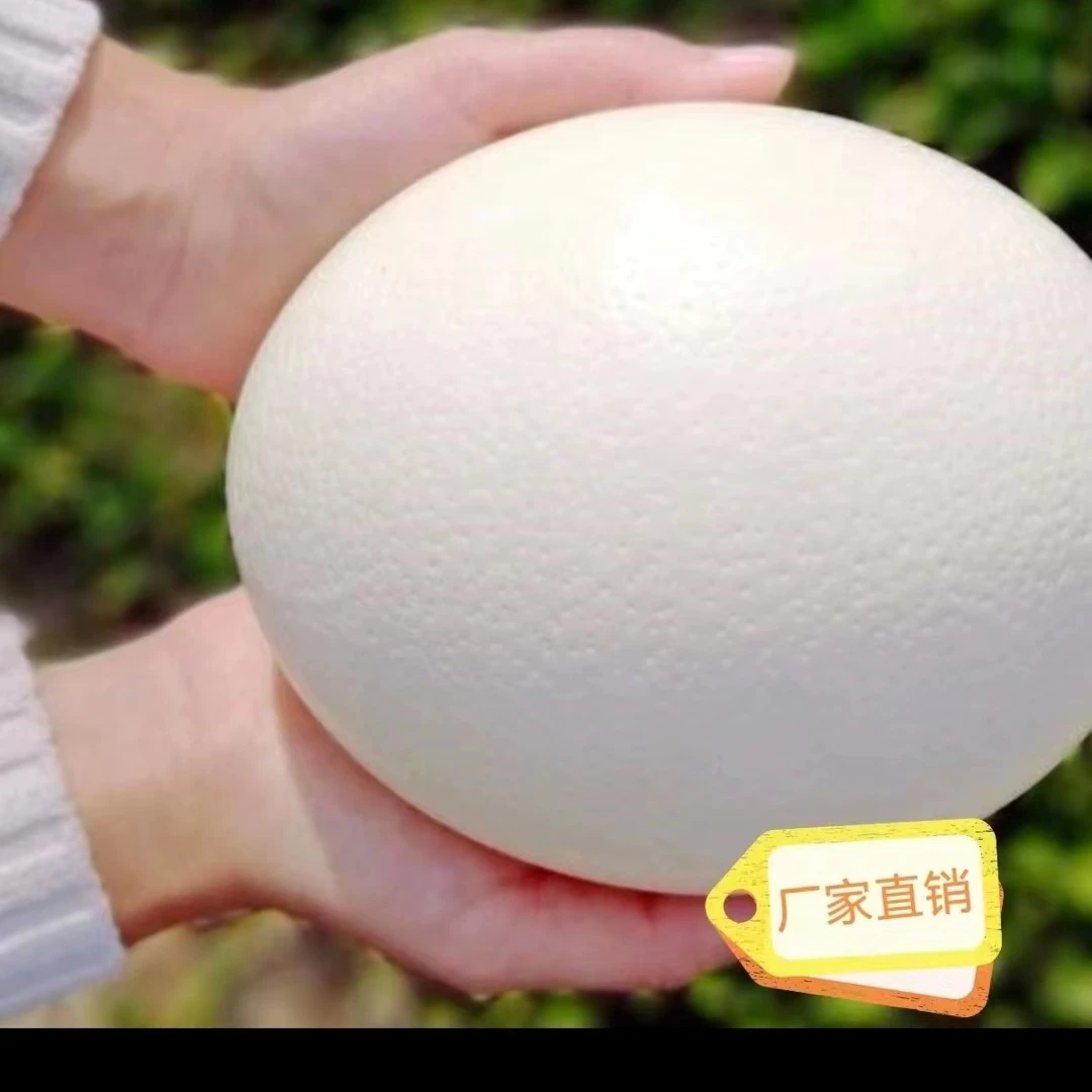 百蛋之王鸵蛋新鲜蛋。可孵化