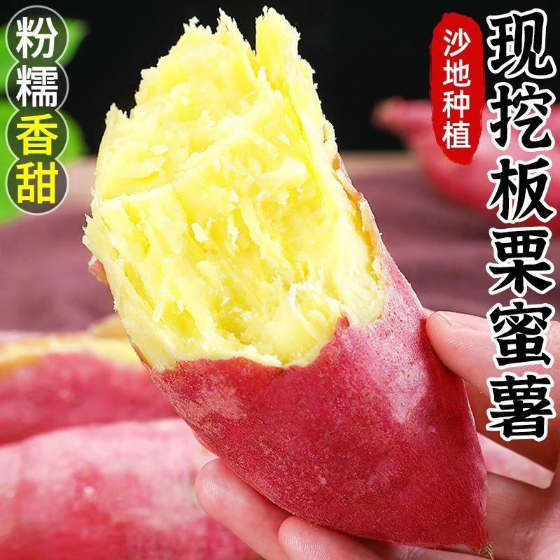 正宗陕西沙地板栗红薯黄心粉糯香甜农家自种