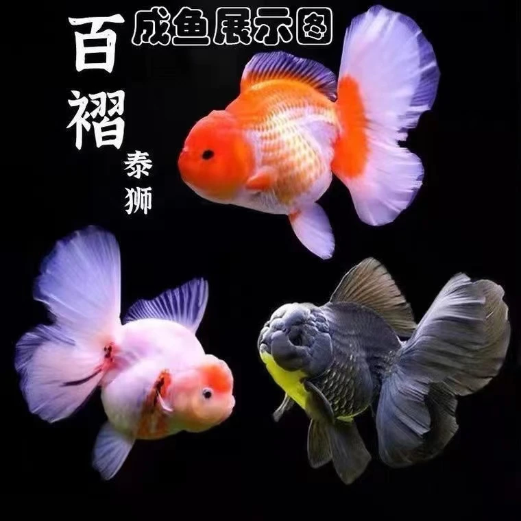 精品泰狮百褶活体观赏鱼，渔缘天下，不忘初心改价链接