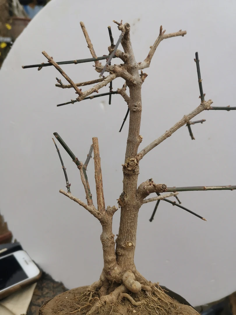 帝王紫迎春花，自己培育的新品种