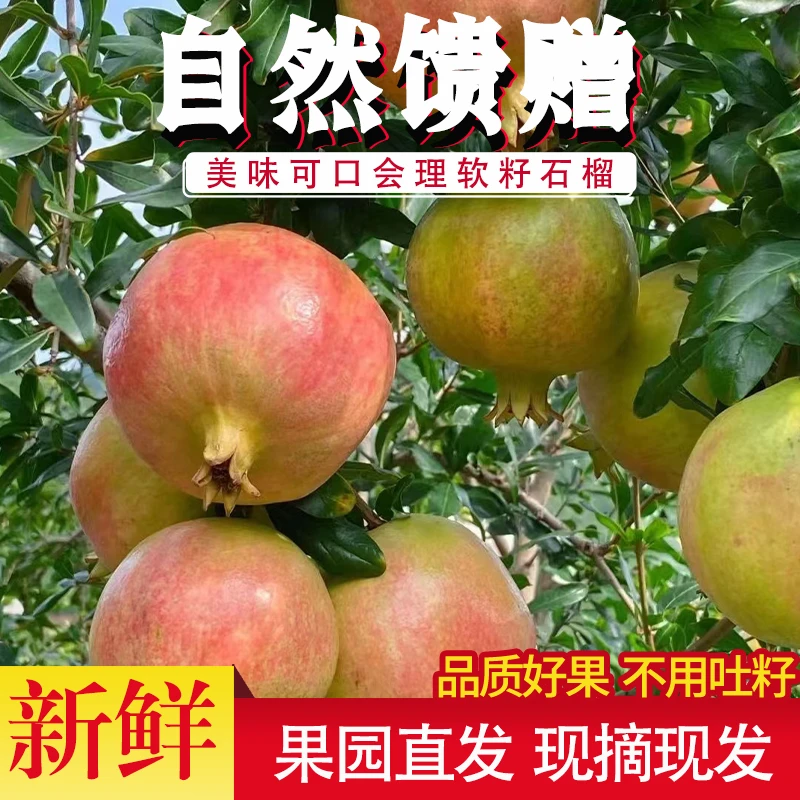 正宗会理软籽石榴原产地直发新鲜美味香甜多汁老少皆宜果园现摘