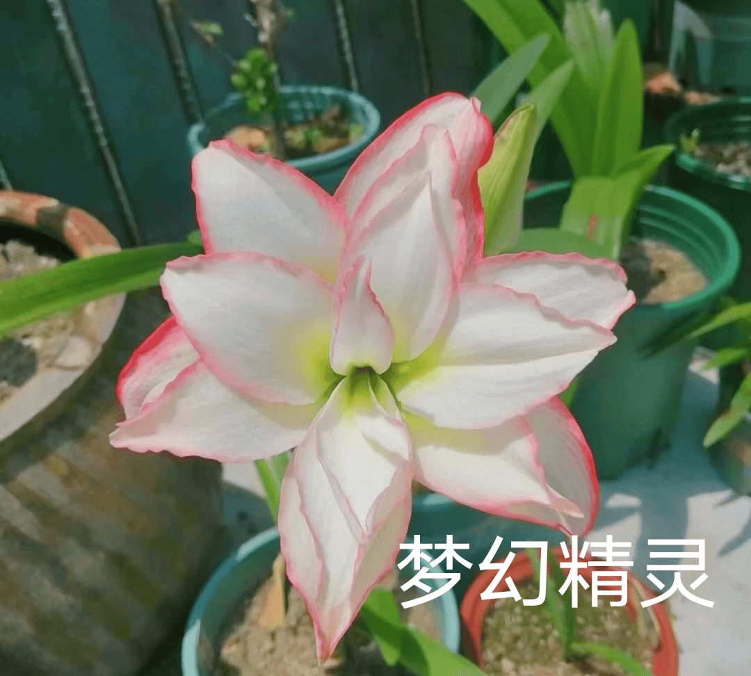梦幻精灵（台朱）朱顶红切球苗