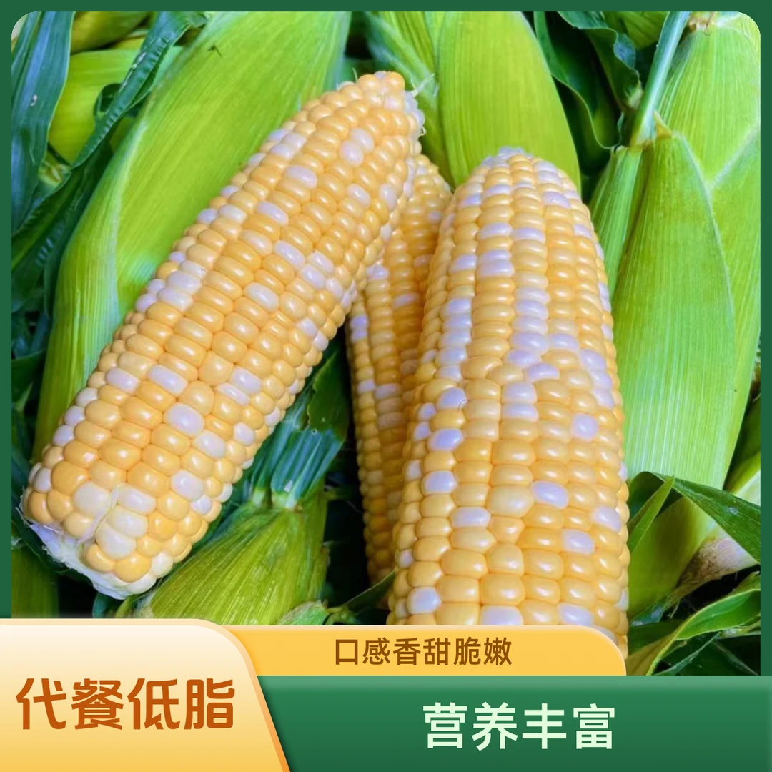 云南金银双色水果玉米甜脆新鲜金银带壳水果玉米代餐低脂玉米鲜嫩
