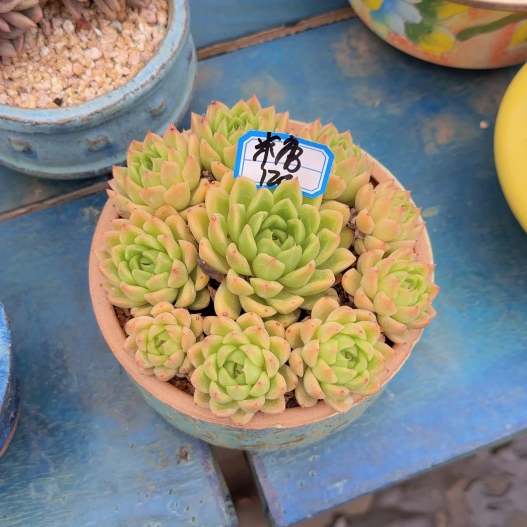 麦秆多肉植物 0000