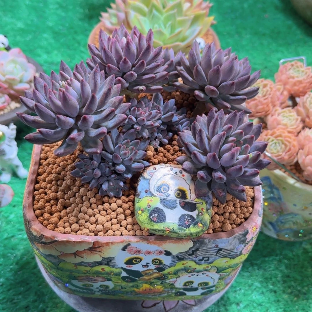 多肉植物套餐 0000