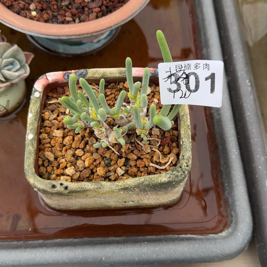 301 碧光环多肉植物 300 香格里拉
