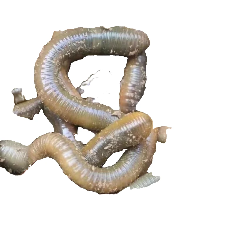 鲜活黑蚯蚓青蚯蚓特大臭蚯蚓钓黄鳝钓鱼活体鱼饵