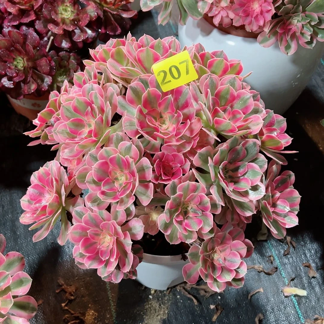 207粉女巫法师多肉植物