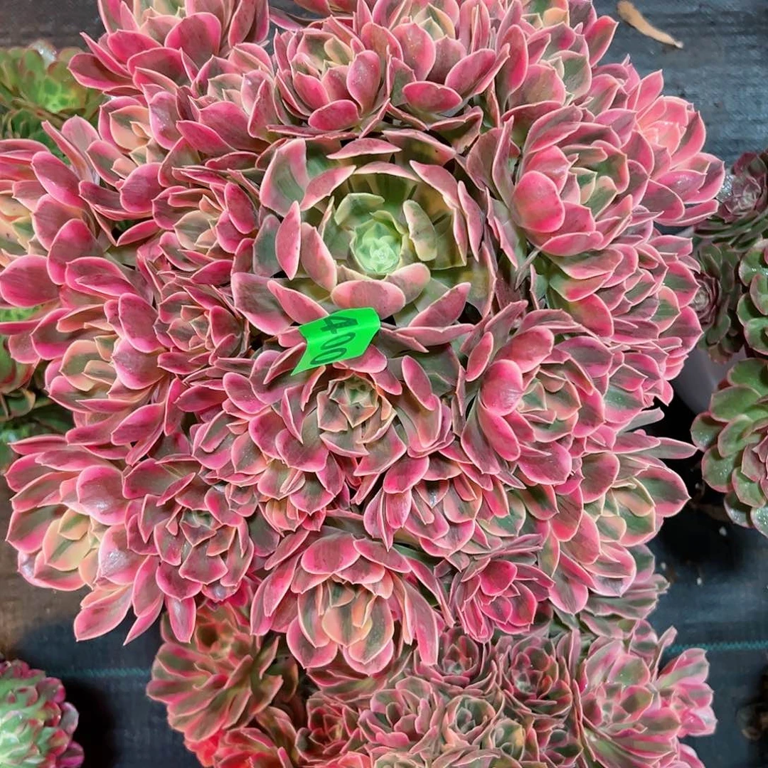 400多肉法师红粉佳人