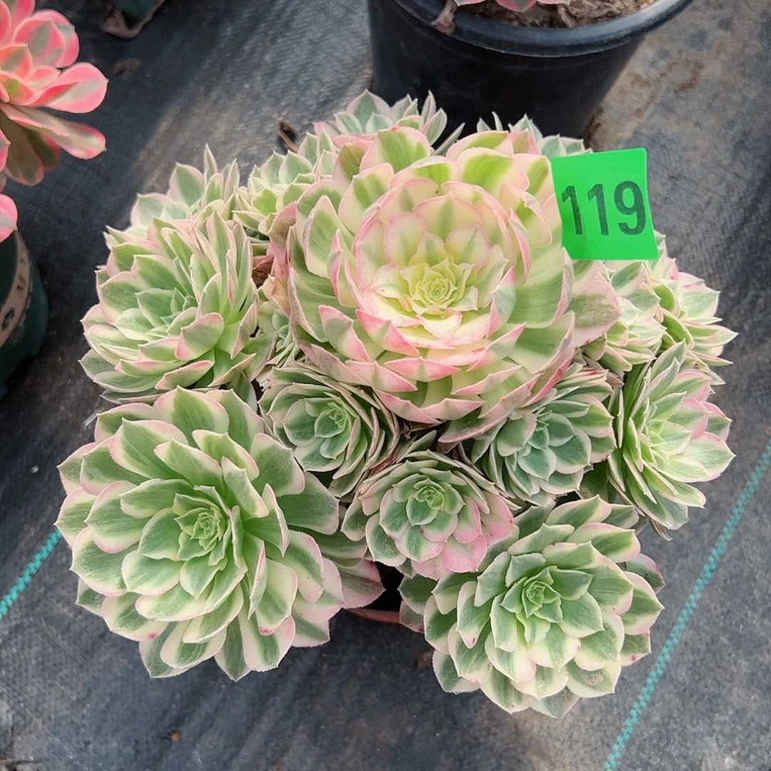 118海王多肉植物法师