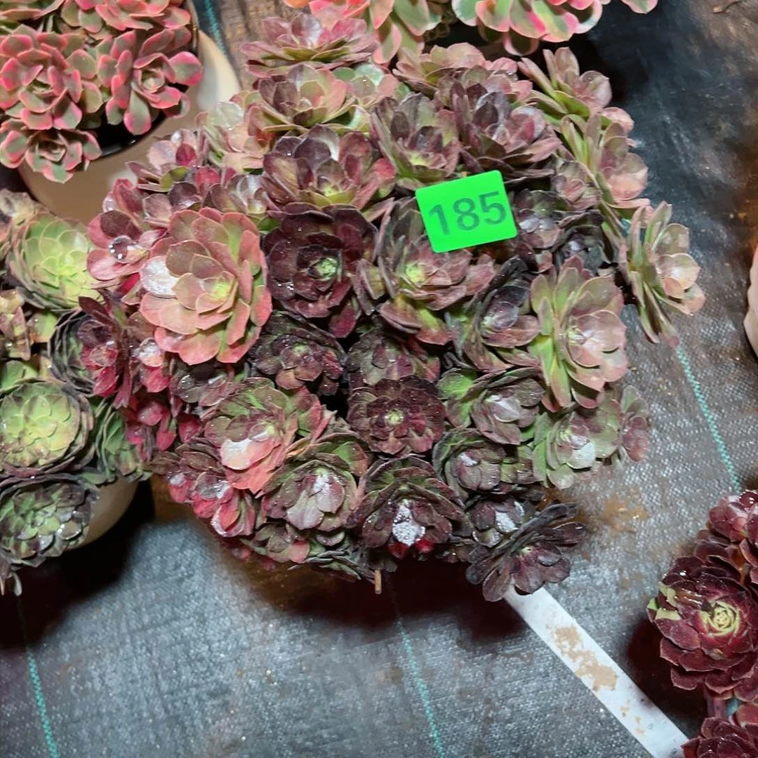 185墨染法师多肉植物