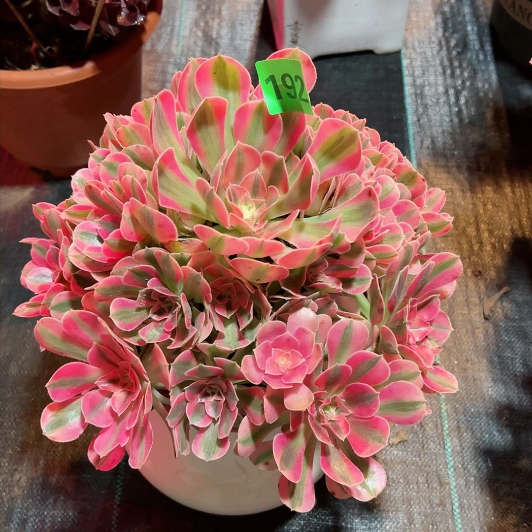 192粉女巫法师多肉植物