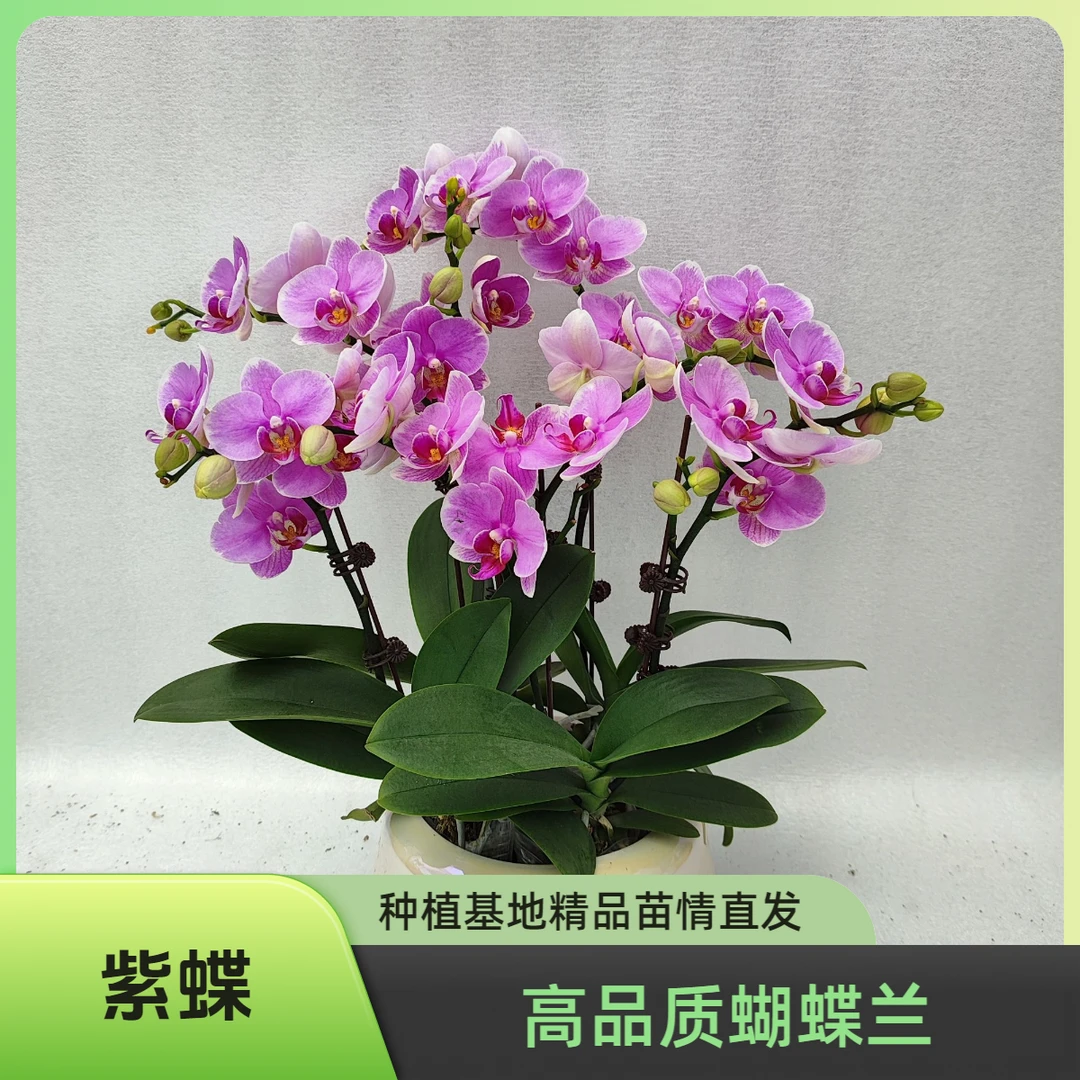 【紫蝶】蝴蝶兰室内种植观赏送礼带花发货