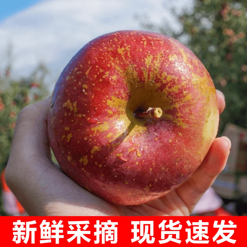 【24年鲜果】四川大凉山盐源丑苹果新鲜现摘现发包脆多汁好吃
