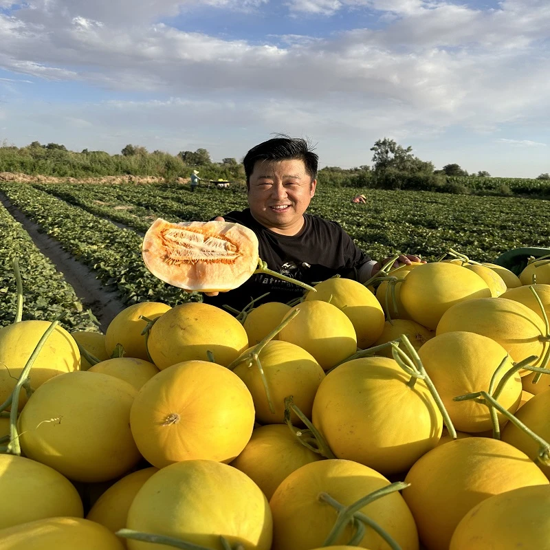 甘肃民勤沙漠蜜瓜金红宝黄河蜜瓜现摘现发新鲜水果
