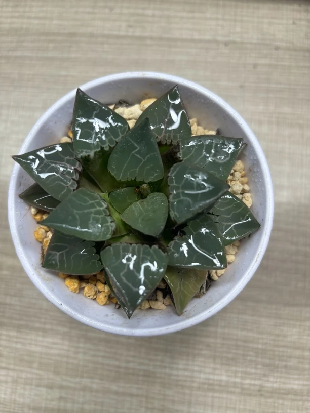 火凤凰母本【多肉植物】