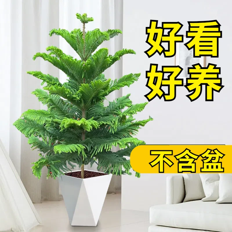 南洋杉盆栽盆景(金钱松）氛围感十足一年四季常青常绿室内易活