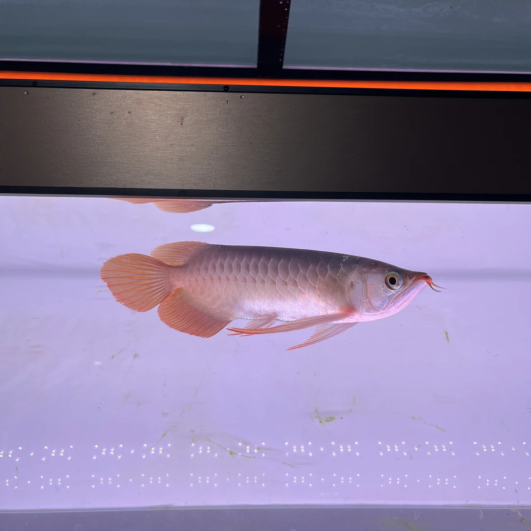 圣塔伦湖 大湖红龙活体观赏鱼