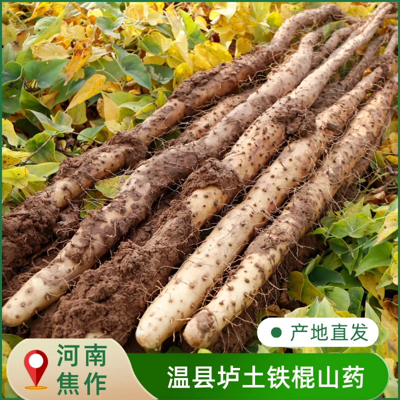 正宗焦作温县垆土铁棍山药怀山药原产地现挖直发5斤装