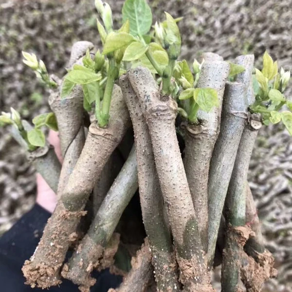 广西和平无渣粉葛种苗葛根苗菜葛种子苗带芽优质丰产葛根苗包邮