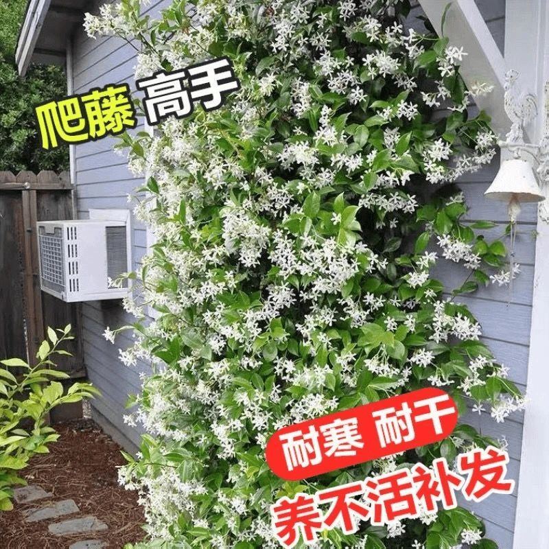 风车茉莉爬藤植物庭院爬墙四季开花浓香型络石藤盆栽大苗种植