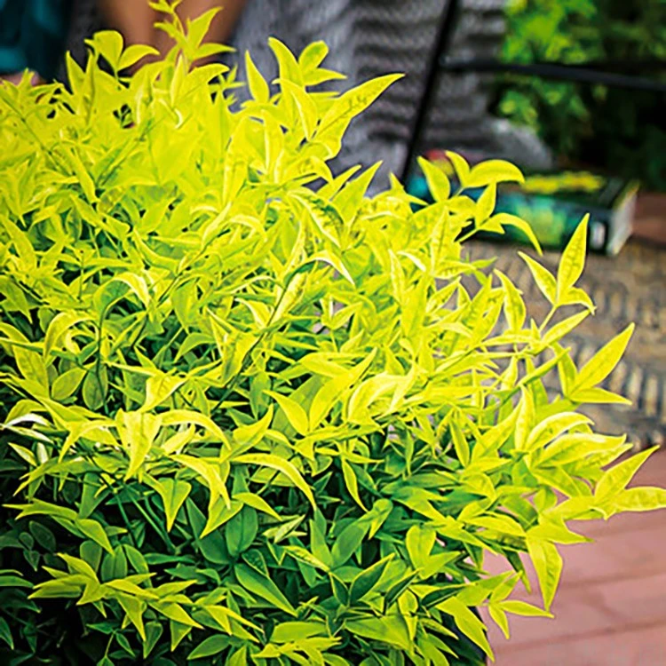 【新品】柠檬黄南天竹耐寒室外观叶花卉盆栽盆栽四季常绿花境植物