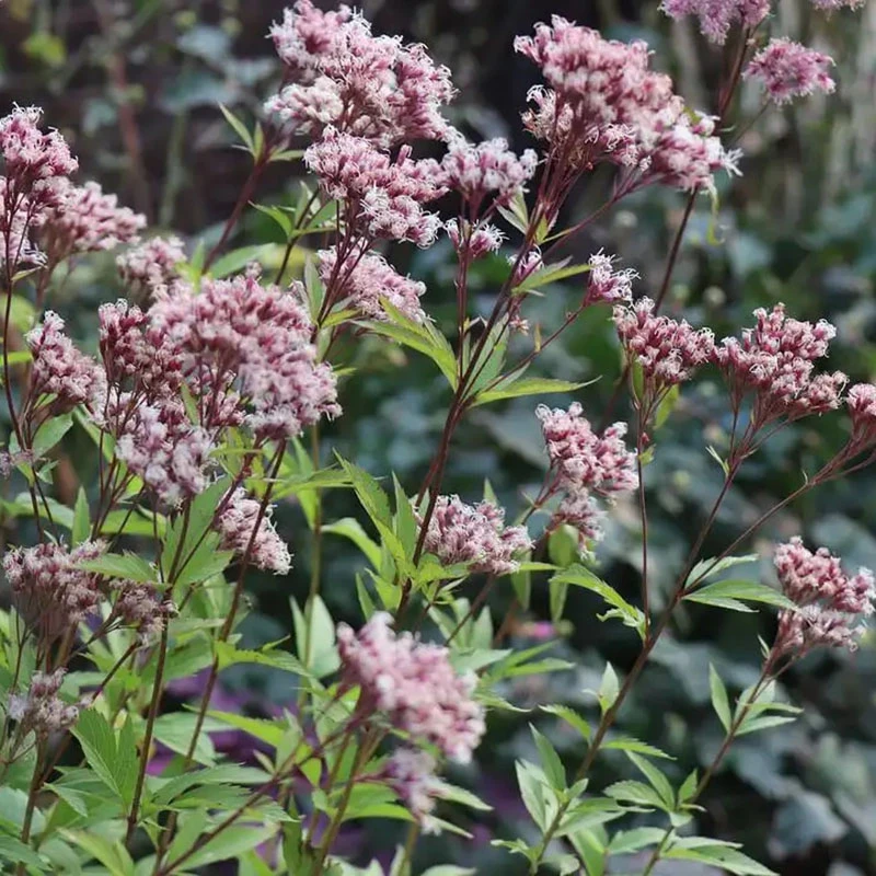 花园花镜多年生耐寒耐热植物大麻叶泽兰花苗盆栽花镜中层观叶植物