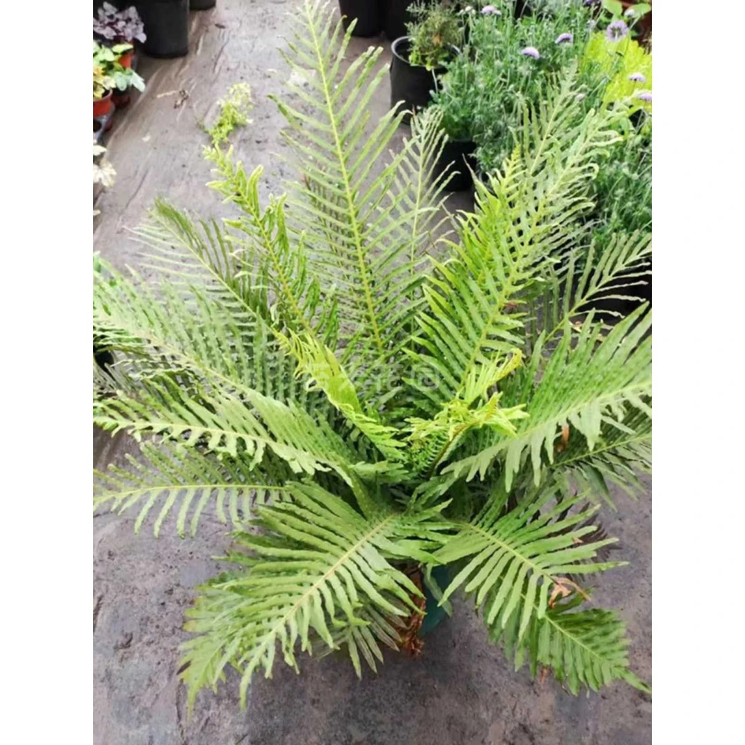 富贵蕨盆栽大型室内观叶蕨类植物老桩富贵蕨喜阴喜湿盆栽老庄蕨