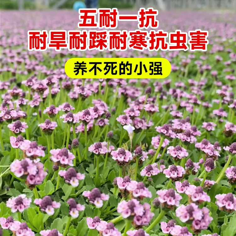 姬岩垂草花苗庭院花园匍匐草坪四季常青耐旱花期长耐踩踏爬藤植物
