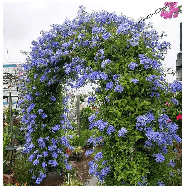 蓝雪花爬藤盆栽大苗阳台庭院植物耐热四季带花苞发货
