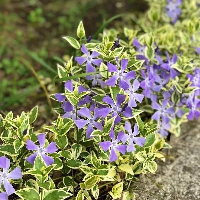 花叶蔓盆栽 常春藤垂吊地被 阳台庭院耐阴耐寒净化空气植物四季