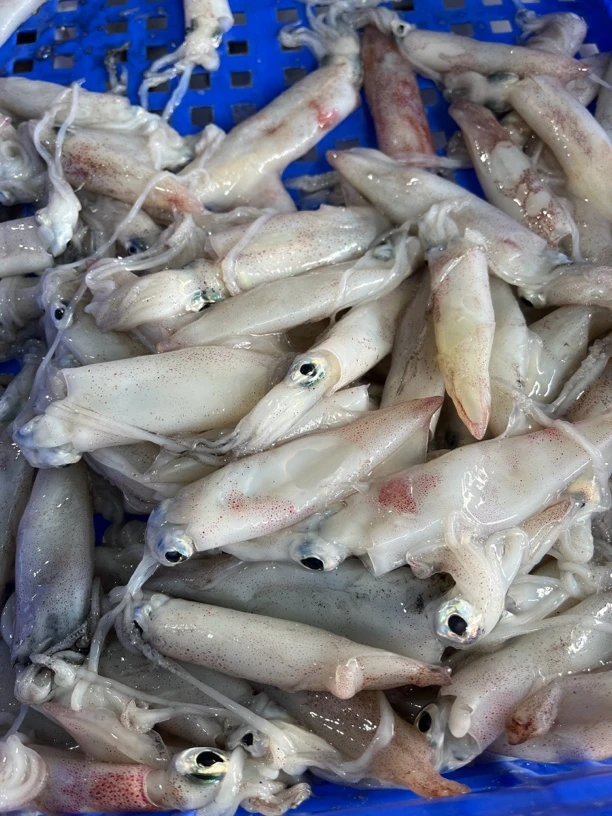 神泉本港新鲜灯光小管鱿鱼 一口鱿鱼