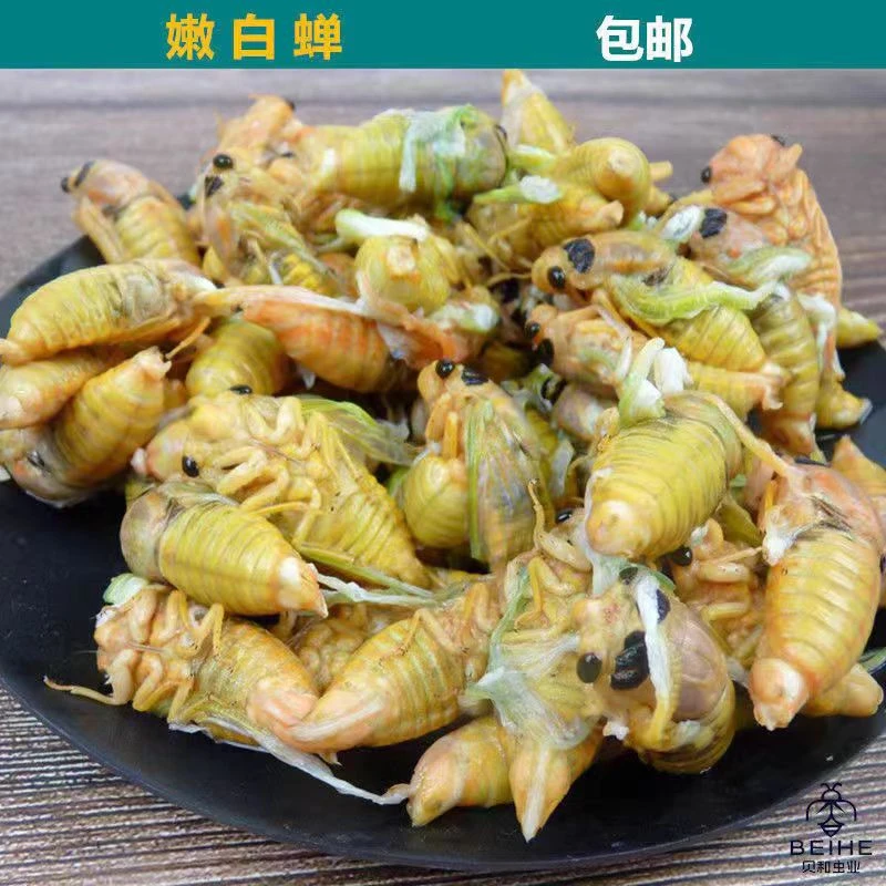 2025野生大白蝉 脱壳知了 嫩知了 冷冻发货 顺丰快递包邮