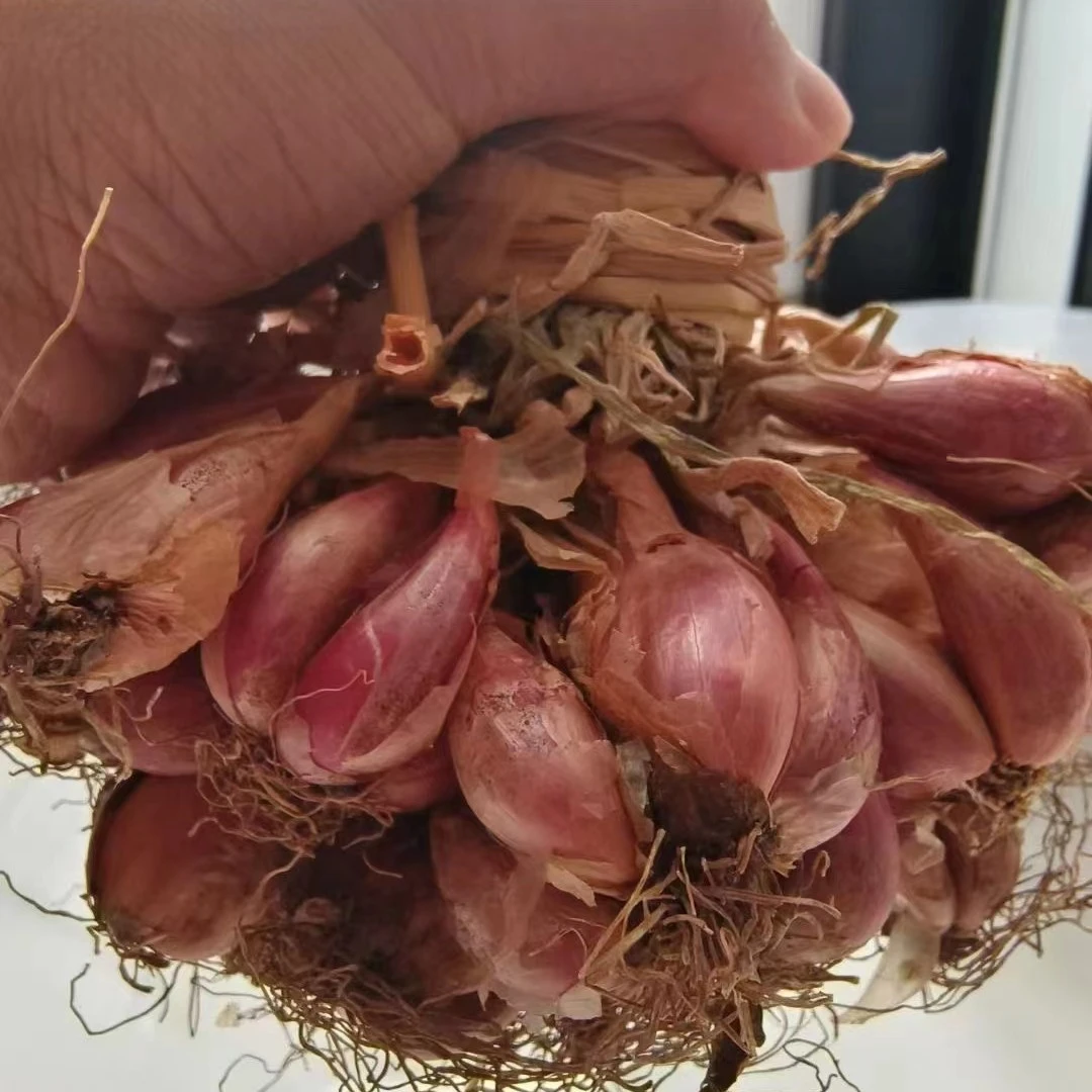 粤北山区农产品连州星子特色红葱头香味浓菜肴食用1斤/2斤/3斤