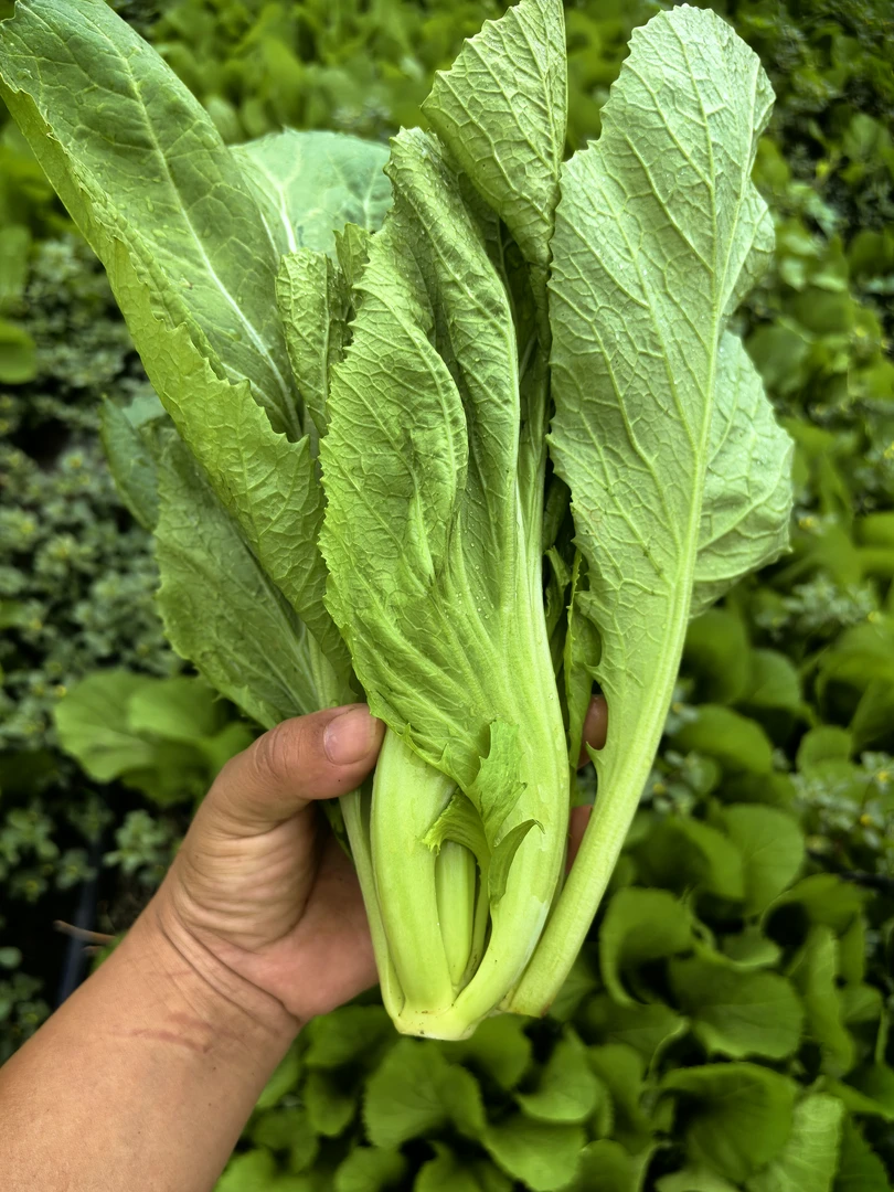 粤北山区连州农家自种小芥菜自然成长3斤/5斤/10斤顺丰快递