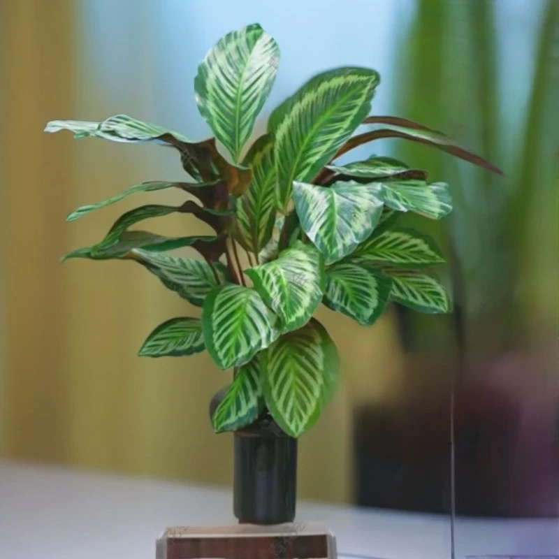 碧卡丘竹芋土栽类观叶花卉室内客厅四季常青好养易活花苗耐阴花卉