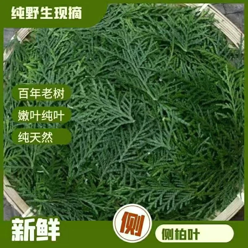 山东野生现采新鲜侧柏叶阴干侧柏叶粉洗头黑发防脱养发生发无枝杆