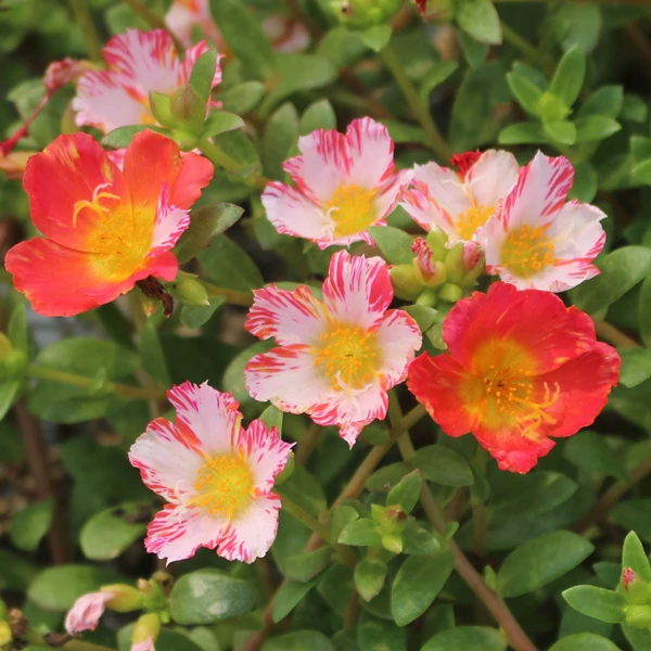阔叶单瓣太阳花马齿笕宿根多年生多色枝条混色带花苞