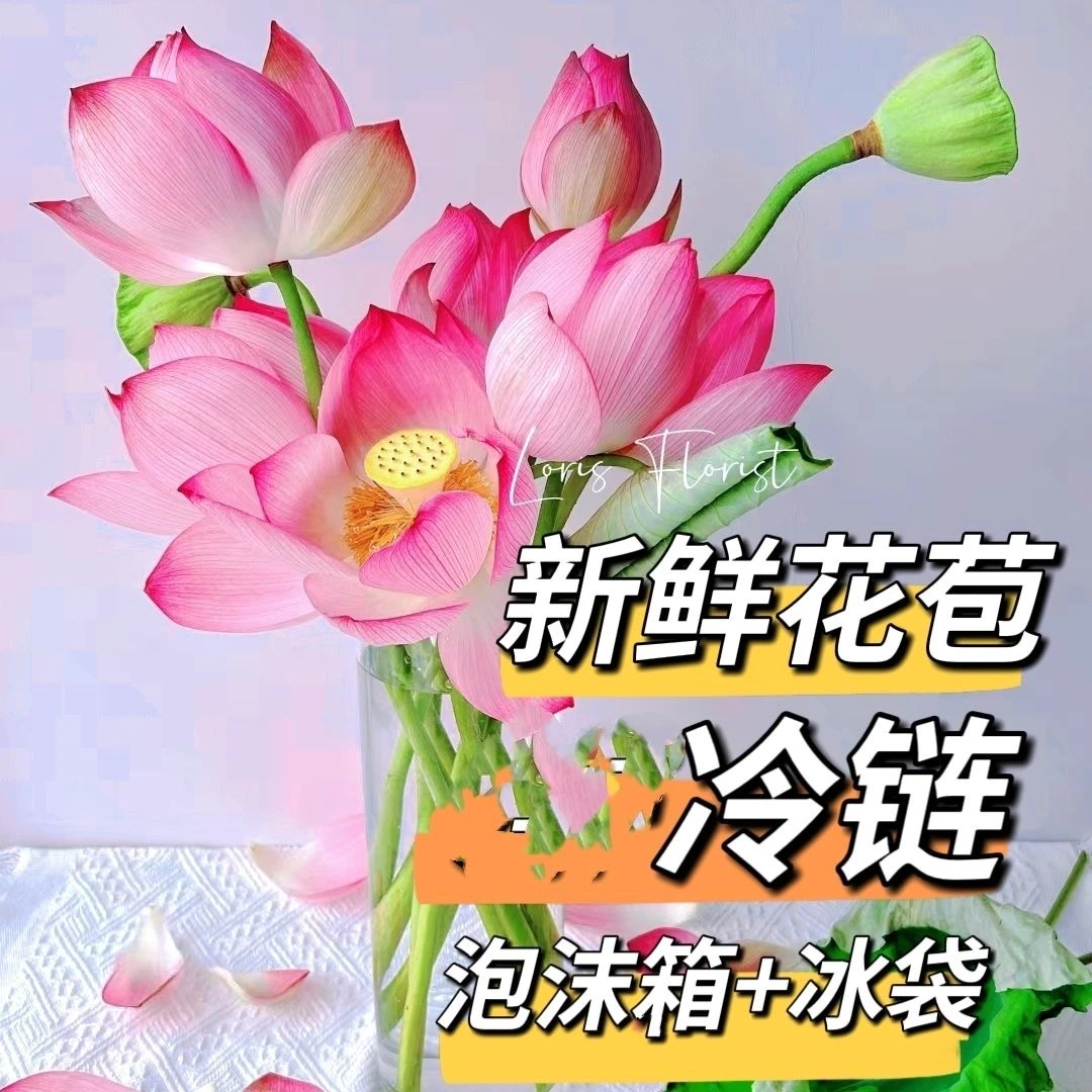 新疆荷花新鲜带杆花材鲜花花束鲜切花单瓣莲蓬水养插花冷链鲜花