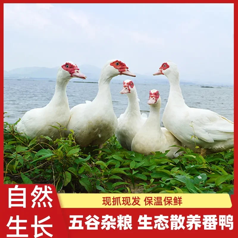 【老番鸭】生态散养老番鸭 红头鸭（豚鸭）洋鸭现捉现杀，拍照称重