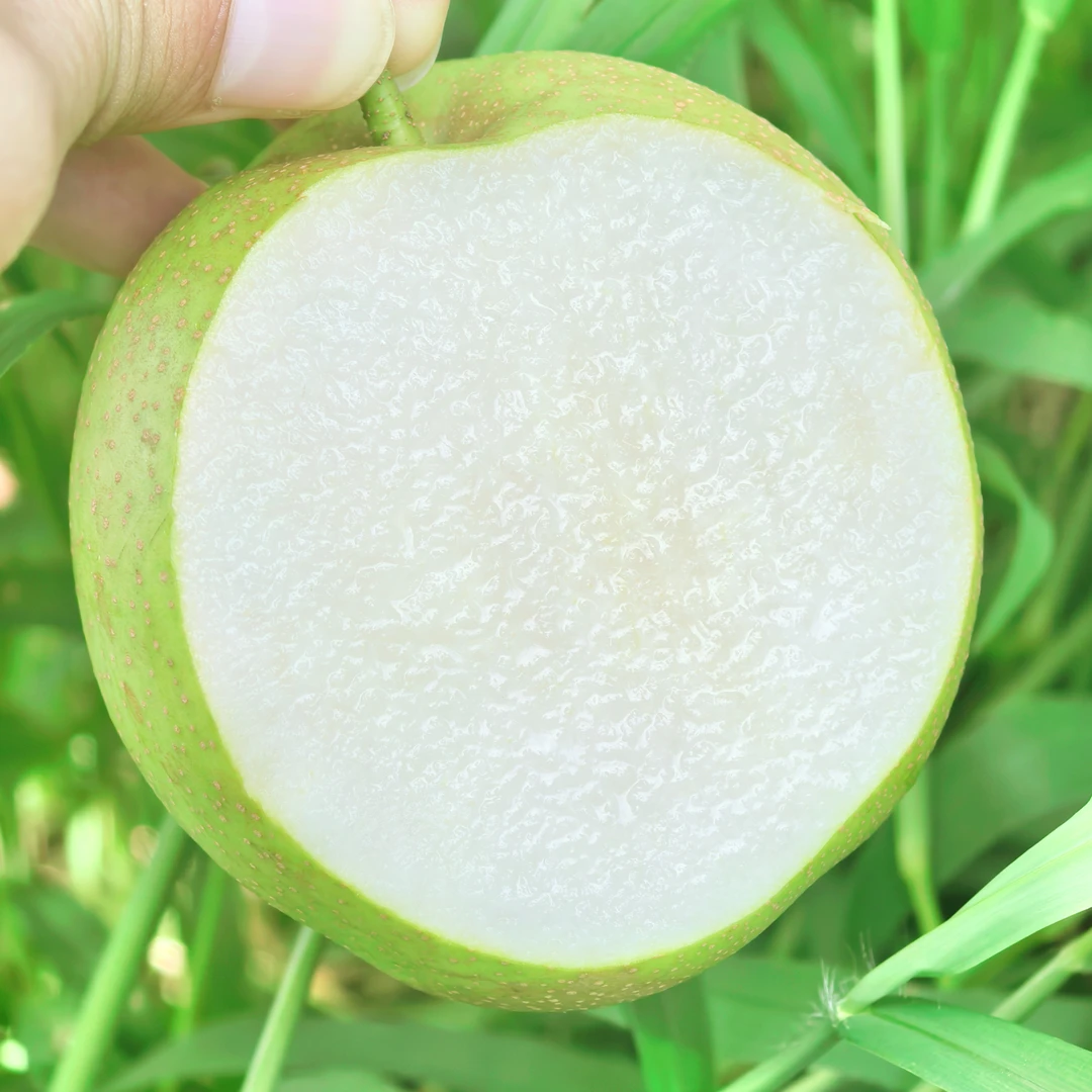 湖北翠冠梨梨子多汁青皮梨青梨酥脆梨香梨丑梨新鲜水果