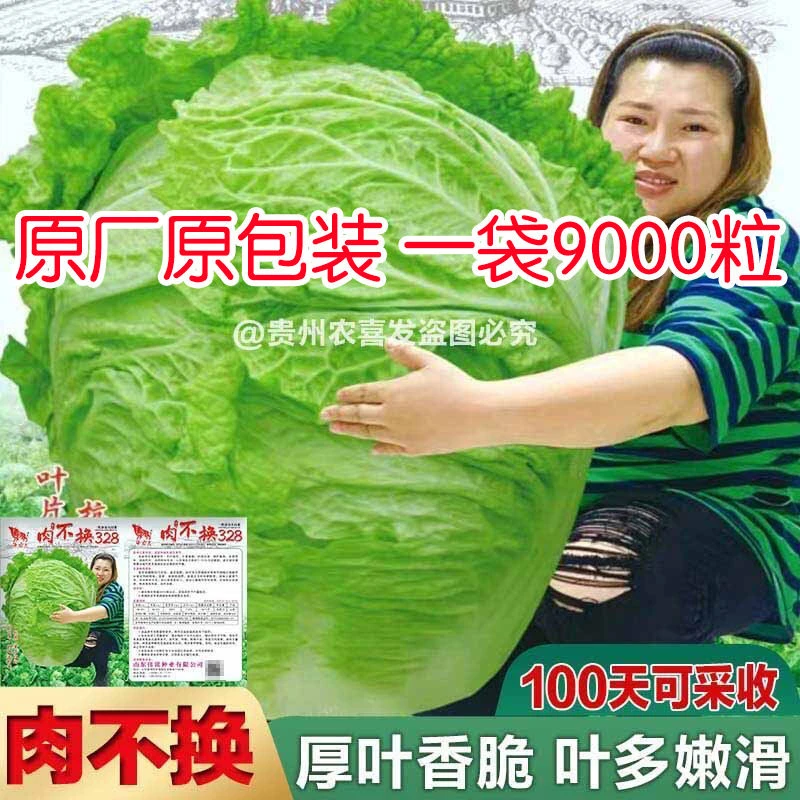 肉不换越冬大白菜种子山东大白菜种籽大白菜种子抗病高产多叶白菜