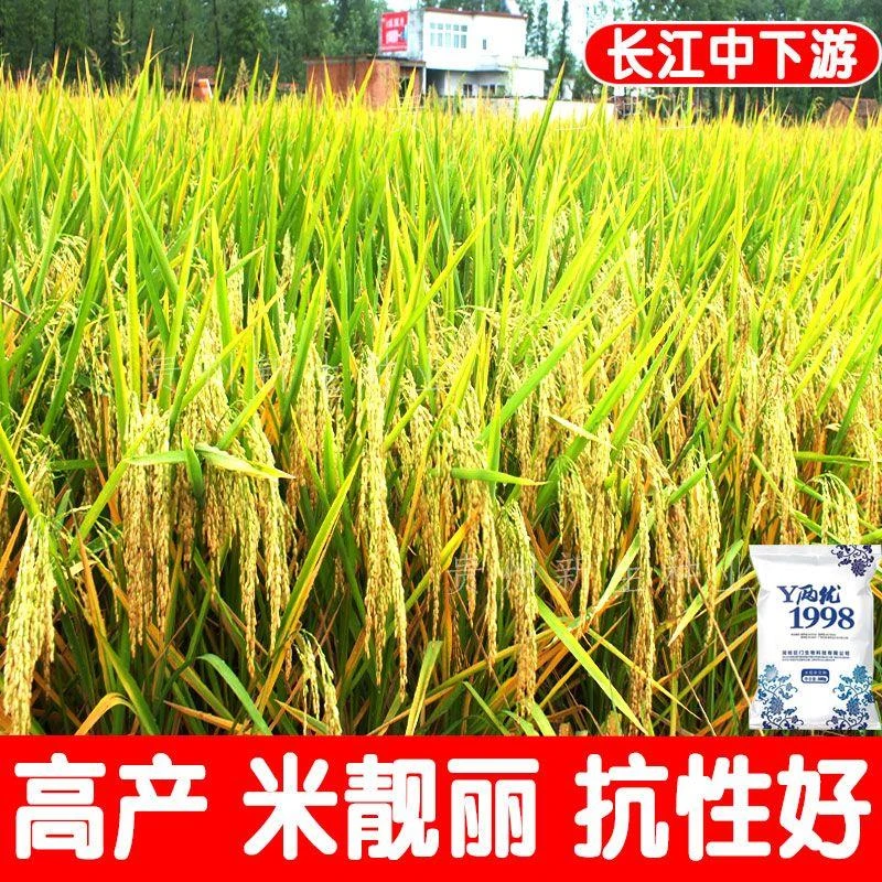 Y两优1998高产水稻种子杂交长粒稻种大米香米种批发长粒种业种植