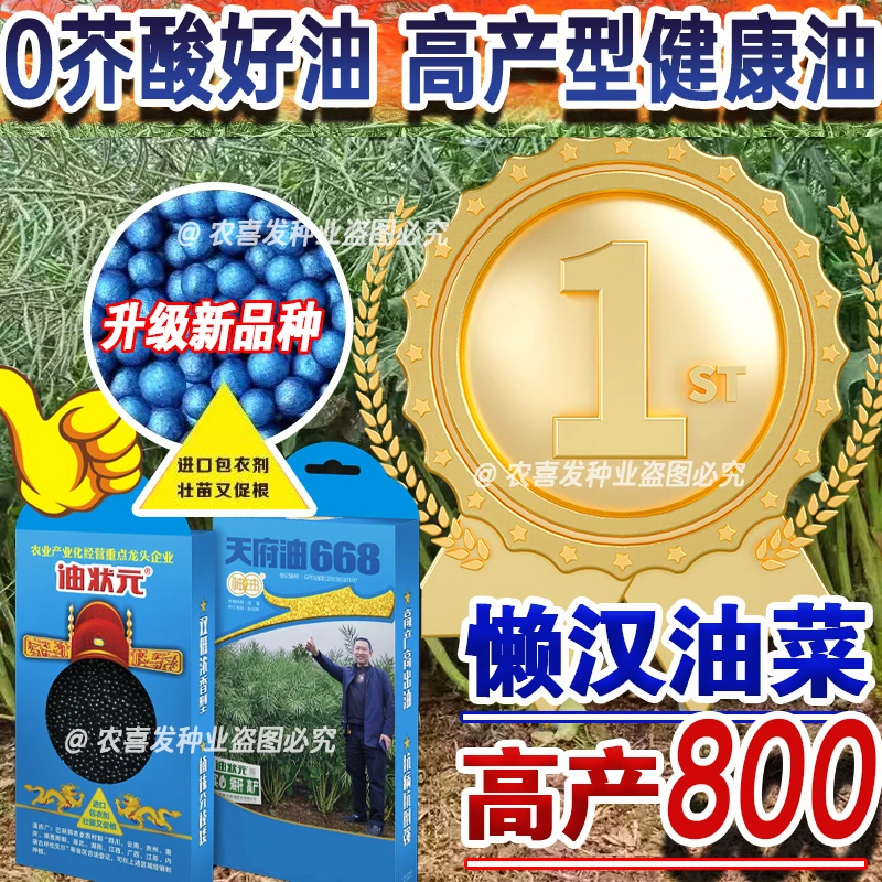 油状元油菜种子高产稳产抗病抗倒铁杆耐寒出油高新品种杂交产量