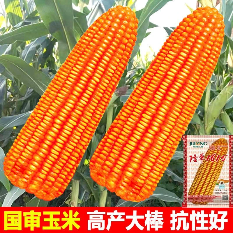 隆单1615玉米种子高产大棒国审杂交苞谷种批发新品种热带地区种植