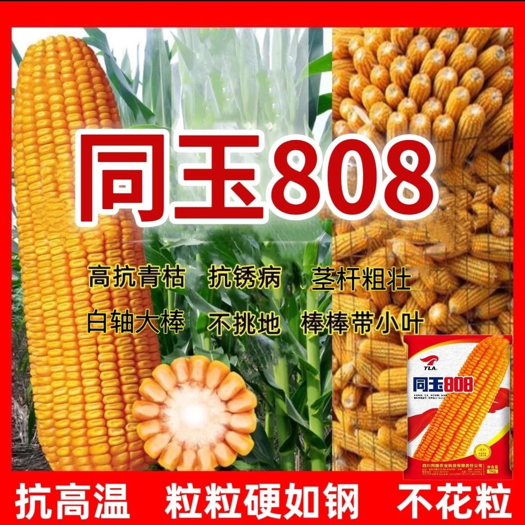 同玉808 抗倒矮杆高产正品原装玉米包谷春夏播白轴杂交玉米种子